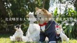 北京哪里有大型的宠物领养聚集地或者宠物市场？北京哪里有领养小狗的地方，谢谢！