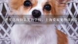 想要送狗狗去宠物学校，上海爱家宠物训练学校怎样？上海有宠物学校吗