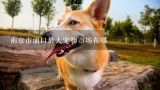 南京市浦口最大宠物市场在哪,南京宠物市场哪个最大？是否会被坑呢？