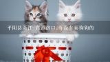 平阳县萧江,高速路口,有没有卖狗狗的,温州有没有卖猫的集市