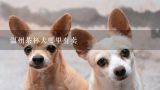 温州茶杯犬哪里有卖,温州市宠物市场在哪？