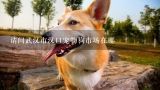 请问武汉市汉口宠物狗市场在哪,武汉汉口宠物市场在哪？