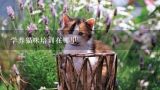 学养猫咪培训在哪里,湖南长沙宠物美容师专业培训哪家好