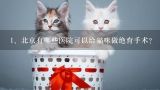 北京有哪些医院可以给猫咪做绝育手术？北京公猫绝育多少钱