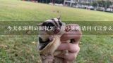今天在深圳公园捉到一只小蜥蜴请问可以养么这是什么,今天在深圳公园捉到一只蜥蜴请问这是什么蜥蜴 咬人