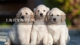 上海有宠物学校吗,怎么样当上导盲犬训导员