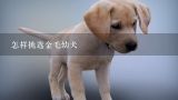 怎样挑选金毛幼犬,郑州市哪有正规的宠物医院？