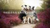 中国最出名的宠物类网站是哪个？柯基犬的特点是什么呢？