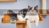 江苏附近的宠物批发市场在哪里？江苏南通开宠物医院的人对猫好吗？
