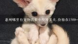 惠州哪里有宠物店卖小型博美犬.价格在1500-2000的?博美狗狗去宠物店剪指甲一般要多少钱一次？