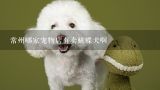 常州哪家宠物店有卖蝴蝶犬啊,在柳州的哪家宠物店能买到蝴蝶犬？？？