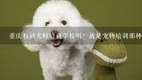 重庆有训犬师培训学校吗？就是宠物培训那种，宠物行业市场前景怎么样？圣宠宠物训犬学校怎么样？