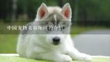 中国宠物美容师网的介绍,宠物美容师证怎么考 宠物美容师证介绍