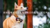 谁知道哪里有日本宠物用品的批发，或是网站。,日本它它Touchdog 哆比 丑丑 both 品牌的宠物用品在