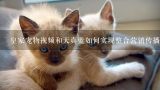 皇家宠物视频和天真蓝如何实现整合营销传播的,四川成都宠物美容店加盟