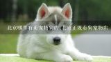 北京哪里有卖宠物狗的,北京正规卖狗宠物店,北京最大的狗市在哪里？