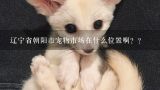 辽宁省朝阳市宠物市场在什么位置啊？？