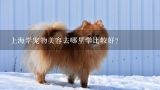 宠物美容培训哪家好,上海去哪里学宠物美容最好?