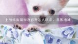 上海流浪猫狗收容所怎么联系，具体地址,哈尔滨哪有宠物救助站
