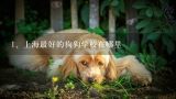 上海最好的狗狗学校在哪里,上海宠物学校哪家好?