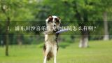 浦东川沙喜乐缘宠物医院怎么样啊？上海喜乐缘宠物用品有限公司怎么样？