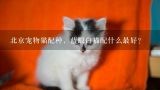 北京宠物猫配种，蓝眼白猫配什么最好?宠物猫可以母猫和子猫配种吗？