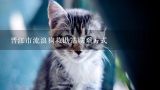 晋江市流浪狗救助站联系方式,福州哪里有宠物收容所或宠物救助站