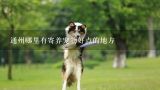 通州哪里有寄养宠物好点的地方,中国最大的宠物交易市场在哪里？