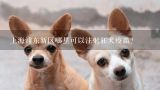 上海浦东新区哪里可以注射狂犬疫苗?上海各区猫打疫苗地址