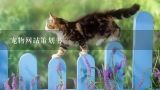 宠物网站策划书,中国最出名的宠物类网站是哪个？