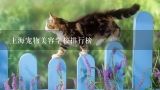 上海宠物美容学校排行榜,宠物美容学校哪个教的好