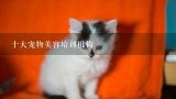 十大宠物美容培训机构,上海市24小时营业的宠物医院有哪些