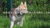 如果我是一位在北京工作的人并想拥有一只狗作为我的伴侣动物，我可以在哪里找到合适的领养机构或者志愿者组织进行寻找？