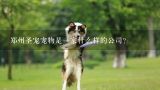 郑州圣宠宠物是一家什么样的公司？