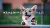 在北京宠物市场上是否可以购买到兔子?