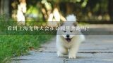 看到上海宠物犬会在公园里奔跑吗?