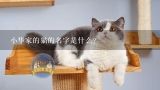 小华家的猫的名字是什么?