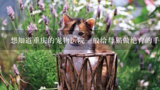 想知道重庆的宠物医院一般给母猫做绝育的手术费用大