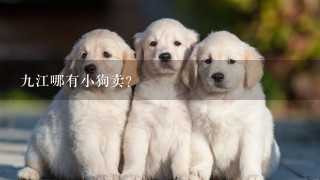 九江哪有小狗卖？