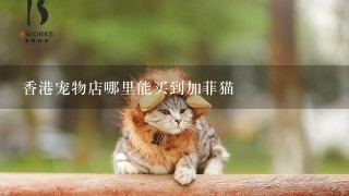 香港宠物店哪里能买到加菲猫