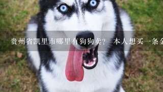 贵州省凯里市哪里有狗狗卖？ 本人想买一条金毛