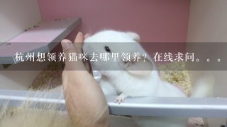 杭州想领养猫咪去哪里领养？在线求问。。