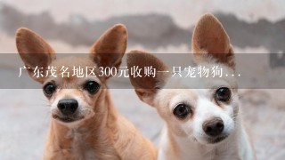 广东茂名地区300元收购一只宠物狗...