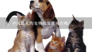 中国最大的宠物批发市场在哪？