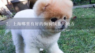 上海哪里有好的狗狗领养的地方