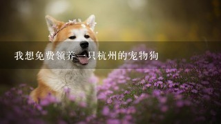 我想免费领养一只杭州的宠物狗