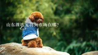 山东潍坊宠物狗市场在哪？