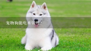 宠物狗能吃米饭吗？