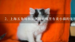 上海五角场杨浦区附近哪里有卖小猫的宠物店？（最好