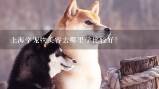 上海学宠物美容去哪里学比较好?